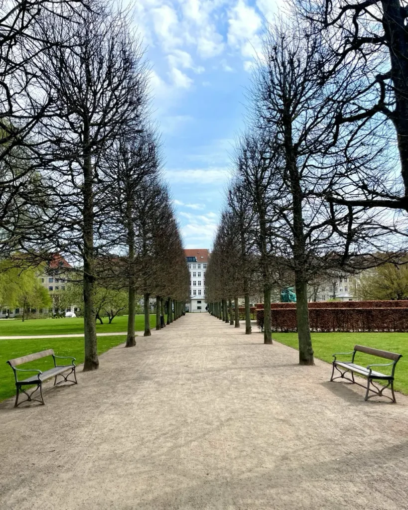 Trees lines up at the King's Garden