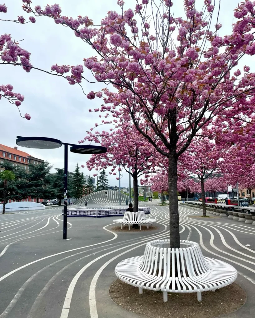 Superkilen Park turning pink during cherry blossoms season
