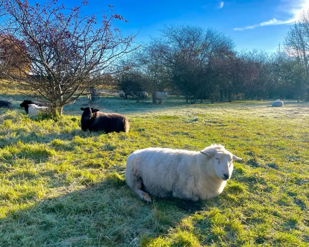 Farm animals gazing at the Sydhavnstippen park Copenhagen